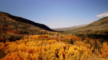 Uinta Wasatch Ulusal Ormanı 'nda renkli yeşillikler.