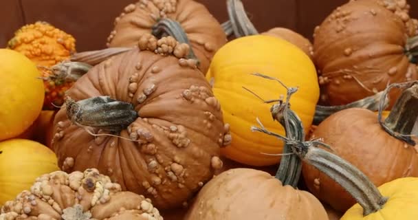 Close View Assorted Pumpkins Gourds Farmers Market Sale — Stock Video