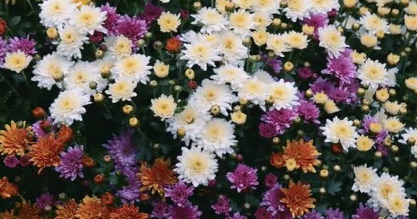 Renkli Kasımpatı Çiçeklerinin Yakın Görüntüsü Tencerede Toplanıyor Yavaş Çekim — Stok video