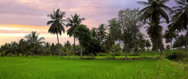 Panoramic View Rural Landscape Karnataka India Many Coconut Trees Middle — Stock Photo, Image