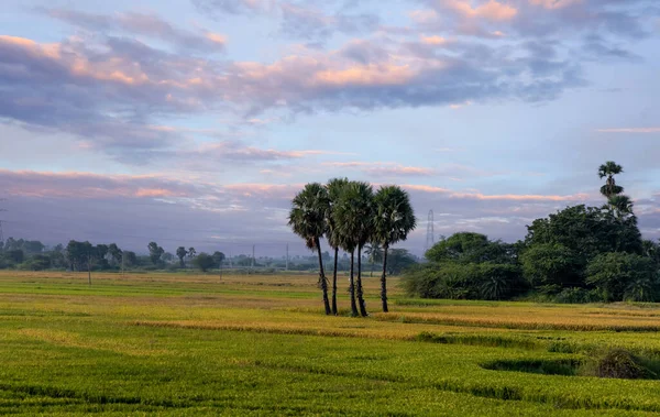 印度安得拉邦稻田中部的萨巴尔棕榈树 — 图库照片