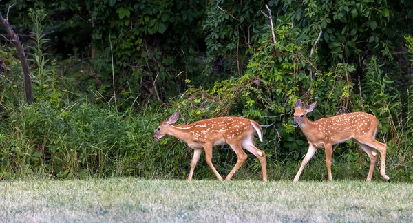 Vahşi Doğada Yürüyen Iki Benekli Genç Sevgili Seçici Bir Odak — Stok fotoğraf