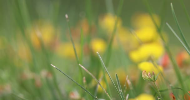 Ekstremalne Zbliżenie Zdjęcia Kolorowych Dzikich Kwiatów Między Trawą — Wideo stockowe