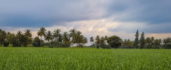 Panoramiczny Widok Wiejskiego Krajobrazu Rolniczego Karnataka Indie Wysokie Palmy Środku — Zdjęcie stockowe