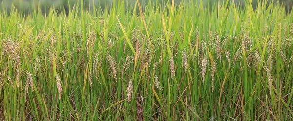 Zblízka Panoramatický Pohled Rýžové Pole Venkovské Indii — Stock fotografie