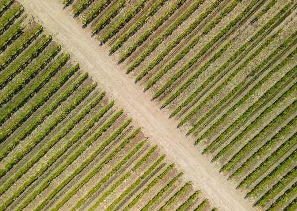 Luchtfoto Van Wijngaarden Zuidwest Californië Bij Bakersfield — Stockfoto