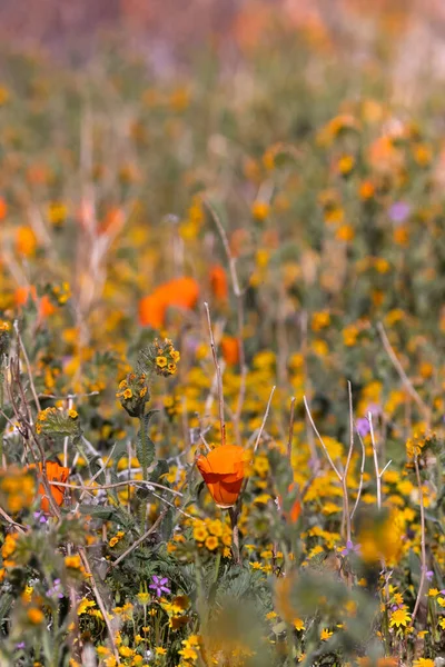 近景野生黄金罂粟花 有选择的焦点 在加州农村被枪杀 — 图库照片