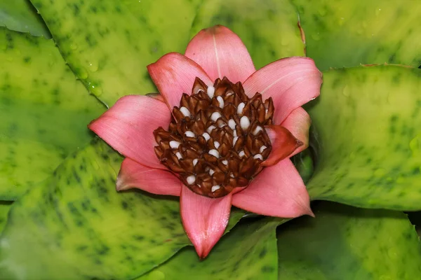 Κοντινό Πλάνο Του Ροζ Λουλουδιού Ένα Χυμώδες Φυτό Επιλεκτική Εστίαση — Φωτογραφία Αρχείου