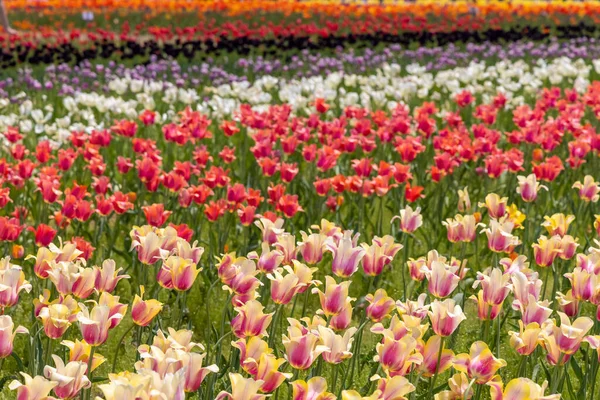 Tulip flower field in Holland Michigan during Spring time, selective focus