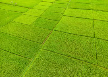 Aerial view of lush green paddy fields near Mysore city in Karnataka state India.