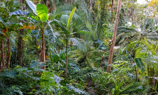 Tropical Plant Garden Side Harry Leu Gardens Orlando Florida — Φωτογραφία Αρχείου