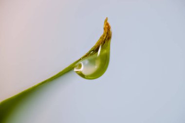 Yaprağın üzerindeki su damlacığının aşırı yakın çekimi. Yığılmış resmi odakla.