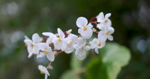 Close View Jamaican Begonia Flowers Swaying Breeze — 图库视频影像