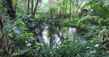 Pond surrounded with Tropical plants at Harry P Leu gardens in Orlando, Florida.