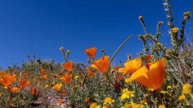 Bright golden poppy flowers at Antelope valley California in spring time, selective focus.