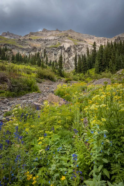 夏の時間に野草の牧草地とコロラド州の岩の山の風景 — ストック写真