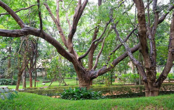 Grands Arbres Verts Luxuriants Dans Parc Lac Karanji Mysore Karnataka — Photo