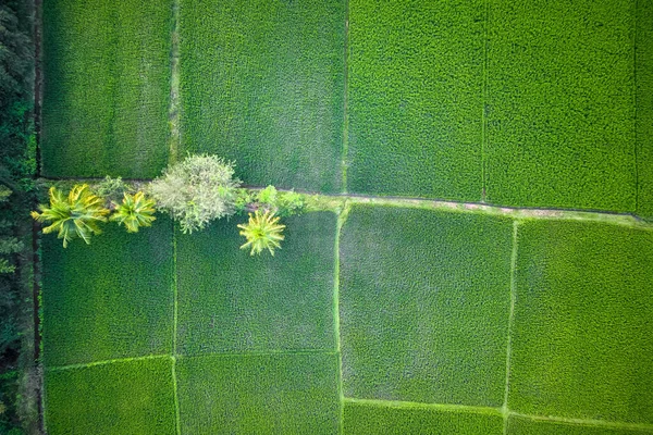 Luftaufnahme Von Saftig Grünen Reisfeldern Ländlichen Indien — Stockfoto