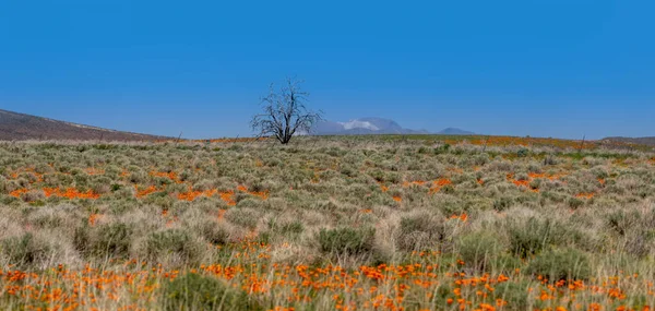 Single Tree Middle Wildflower Meadow Scenic Antelope Valley California Spring — Stock Photo, Image