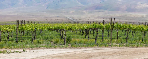 Panoramic View Vineyards Bakersfield California Spring Time — Stock Photo, Image