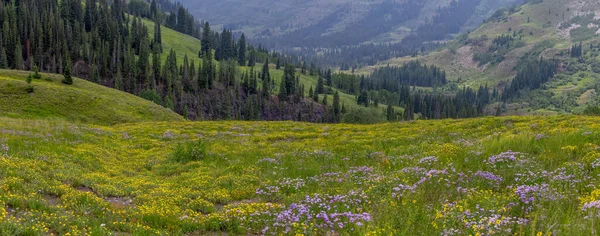 コロラド州の美しい野生の花の牧草地のパノラマビュー岩の山々 — ストック写真
