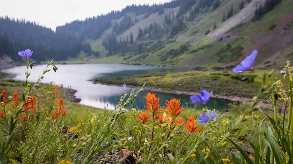 Индийская Кисть Полевые Цветы Изумрудном Озере Колорадо — стоковое фото
