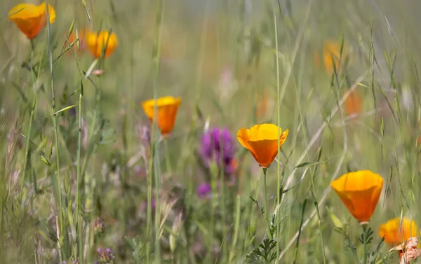 Крупный План Калифорнийских Золотых Маковых Цветов Травянистых Землях Избирательный Фокус — стоковое фото