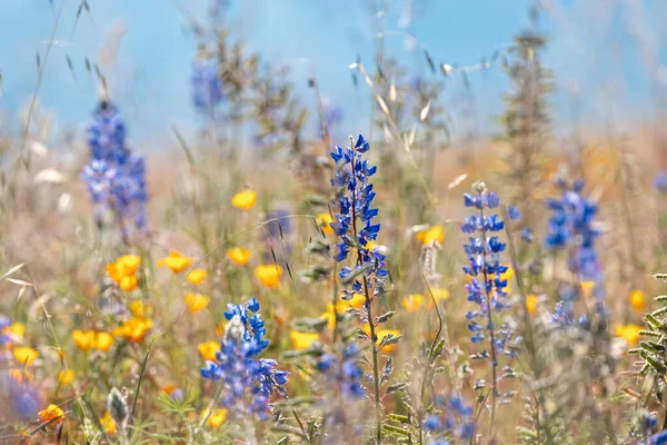 Närbild Blå Lupine Blommor Vildblomman Äng Selektivt Fokus — Stockfoto