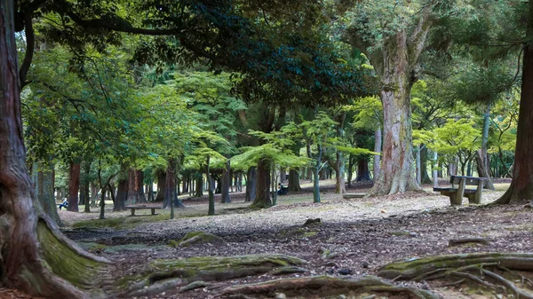 Alti Alberi Secolari Nel Famoso Parco Nara Giappone — Foto Stock