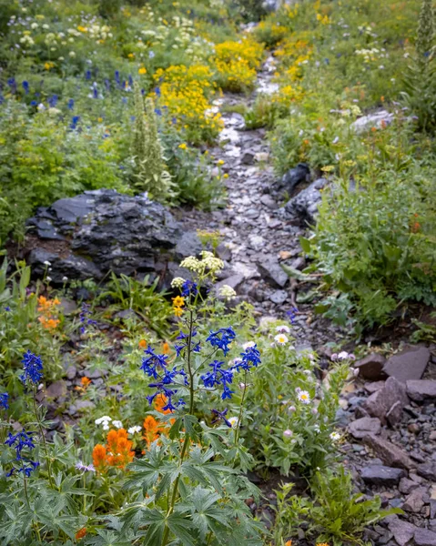 五彩缤纷的野花在科罗拉多岩石山边的小河边 春末时分 — 图库照片