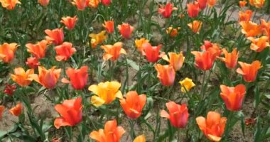 Hollanda, Michigan 'daki Windmill Adası Bahçeleri' nde renkli lale çiçeği tarlaları.