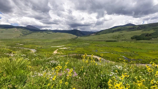 Wildflowers Colorado Klippefyldte Bjerge Storm Vejr Langs Brush Creek Trail - Stock-foto