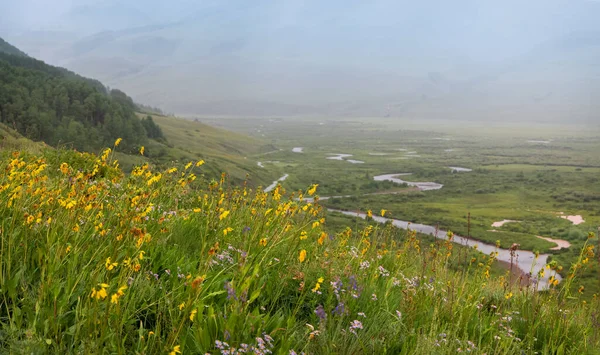 Flores Silvestres Las Montañas Rocosas Colorado Bajo Clima Tormenta Largo —  Fotos de Stock