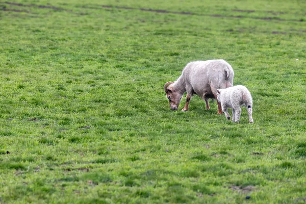 Mamma Und Ziegenbaby Auf Der Grünen Wiese Island — Stockfoto