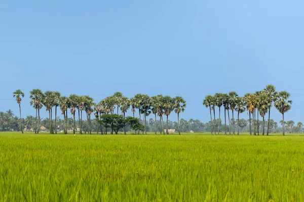 Coconut Trees Row Rice Fields Vijayawada Andhra Pradesh State India — Stock Photo, Image