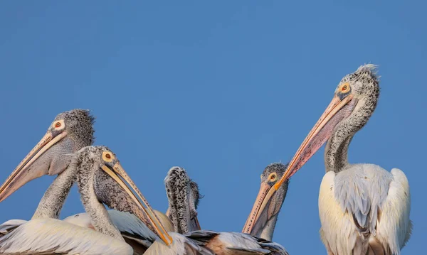 印度安得拉邦科勒鲁湖蓝天吉祥物上点缀的鹈鹕鸟 — 图库照片