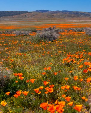 Antilop Vadisi, Kaliforniya 'da Altın Gelincik çiçekleri, Seçici odak.