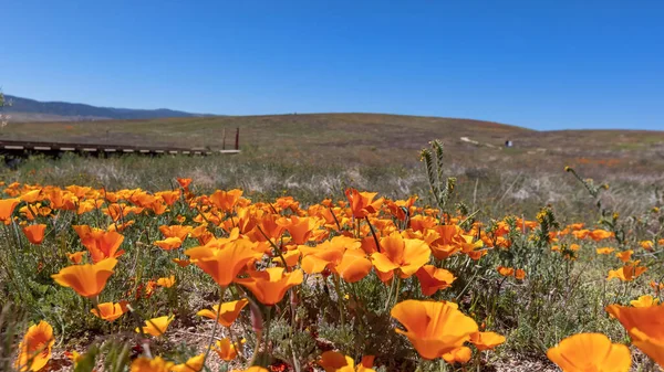 Virág Golden Poppy Virágok Antelope Valley Kalifornia Szelektív Fókusz — Stock Fotó