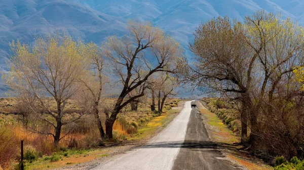 Grands Arbres Long Route Campagne Dans Les Montagnes Est Sierra — Photo