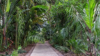 Harry P. Leu bahçelerinde manzaralı bir ara sokak, sokağın her iki tarafında çeşitli palmiye ağaçları, seçici bir odak noktası..
