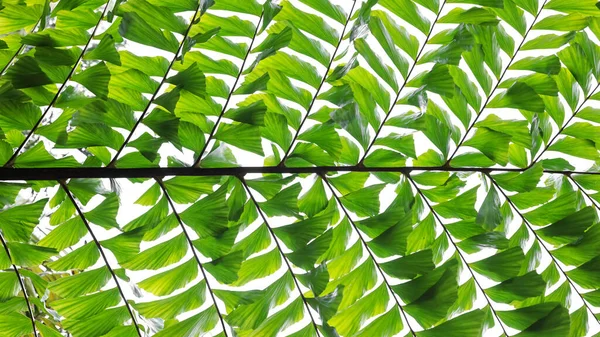 Blisko Widok Fishtail Drzew Palmowych Liści Skupienie Selektywne — Zdjęcie stockowe