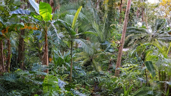 Variedad Plantas Tropicales Los Jardines Harry Leu Orlando Enfoque Selectivo — Foto de Stock