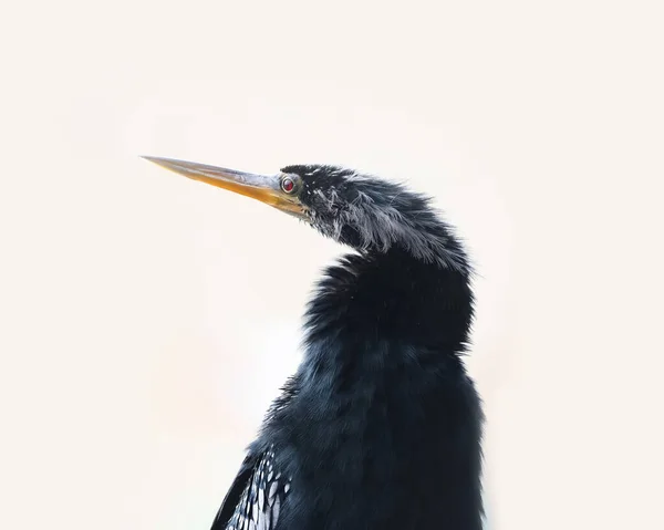 Nahaufnahme Von Kormoran Vogel Kopf Erschossen Auf Weißem Hintergrund — Stockfoto