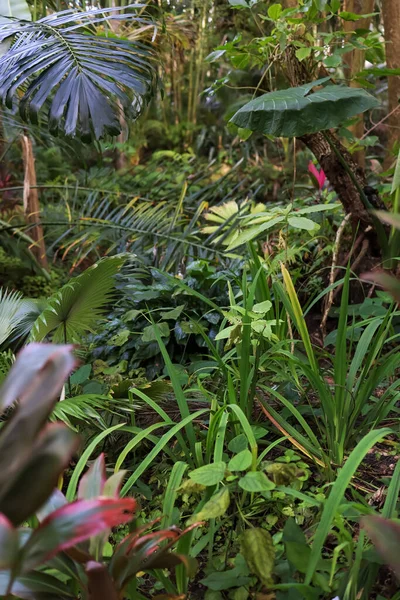 Variety Tropical Plants Harry Leu Gardens Orlando Selective Focus — Stock Photo, Image