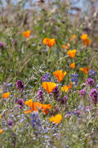 Close View Colorful Flowers Wildflower Meadow Selective Focus — Stock Photo, Image