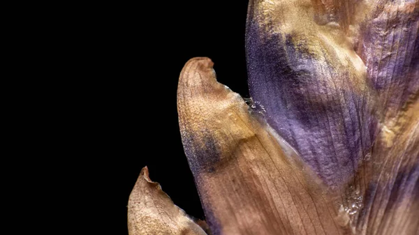 Extrémní Zblízka Záběr Sušené Bromeliad Květiny Černém Pozadí — Stock fotografie