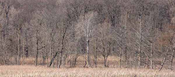 봄철에 잎없는 나무들의 — 스톡 사진