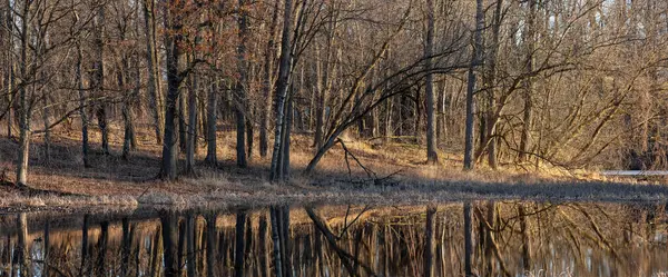 春天里湖边无叶树木的全景 — 图库照片