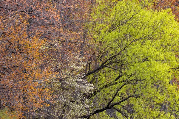 开着五彩缤纷的春花和新鲜的叶子的树 有选择的焦点 — 图库照片