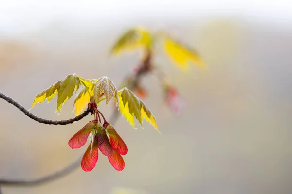 Close View Fresh Maple Bloom Την Άνοιξη Επιλεκτική Εστίαση — Φωτογραφία Αρχείου